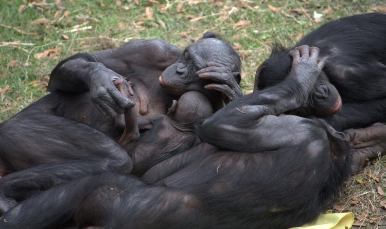 Bonobo group hug