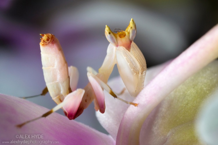 Malaysian Orchid Mantis {Hymenopus coronatus}