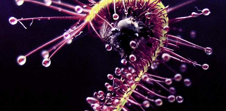 Drosera_capensis - editted